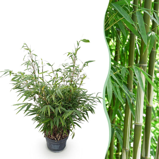 Fargesia robusta Pingwu, bambou non envahissant, en pot sur fond blanc à gauche, et image en gros plan de ses tiges vertes et feuillage à dr