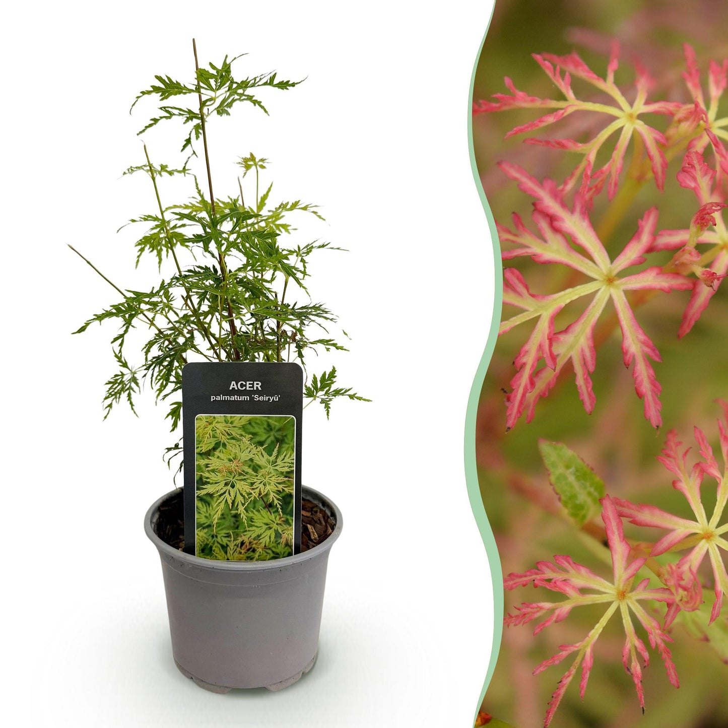 Acer palmatum Seiryu en pot sur fond blanc, avec une vue en gros plan du feuillage rouge-vert pourpre sur le côté droit.
