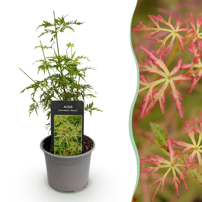 Acer palmatum Seiryu en pot sur fond blanc, avec une vue en gros plan du feuillage rouge-vert pourpre sur le côté droit.