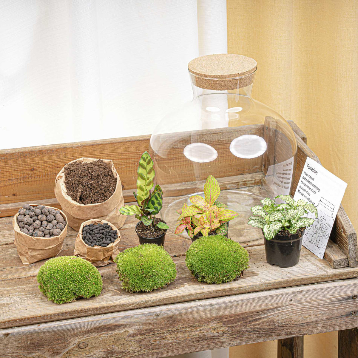 Grand kit terrarium lumineux Calathea et Fittonia, bocal Ø 29 cm à bouchon LED, avec ou sans outils