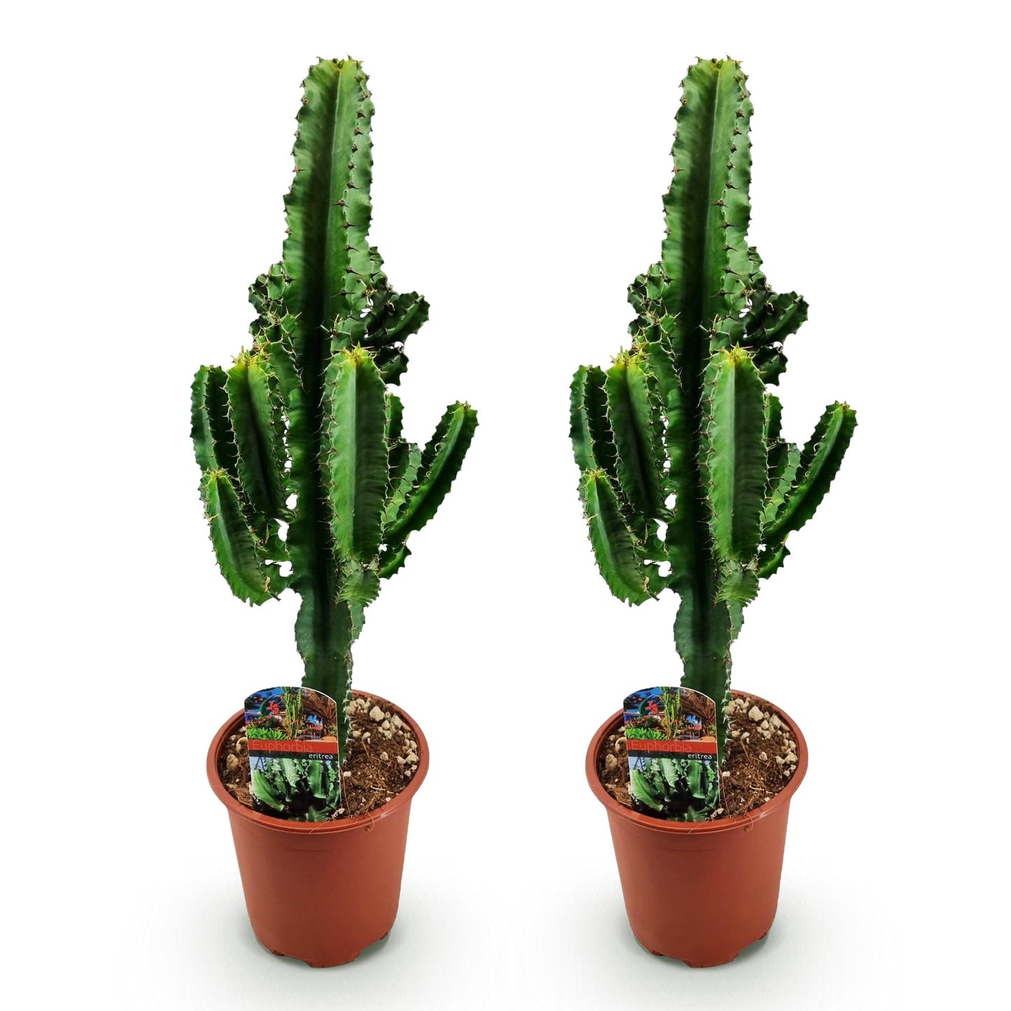 Euphorbia eritrea - Arbre à lait africain - Pot de 17cm - Hauteur 60cm - plantandstories