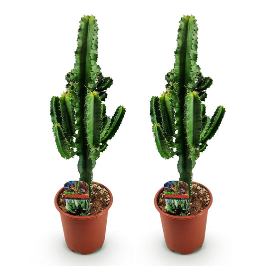 Euphorbia eritrea - Arbre à lait africain - Pot de 17cm - Hauteur 60cm - plantandstories