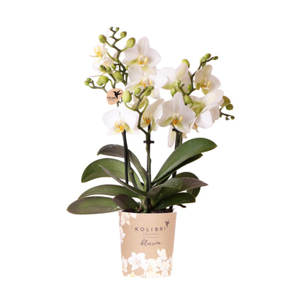 Orchidée Phalaenopsis blanche en pot