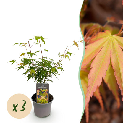 Acer palmatum Katsura : jeune plant en pot avec bulle 'x3' indiquant un lot, et un aperçu macro du feuillage orangé et vert sur la droite.