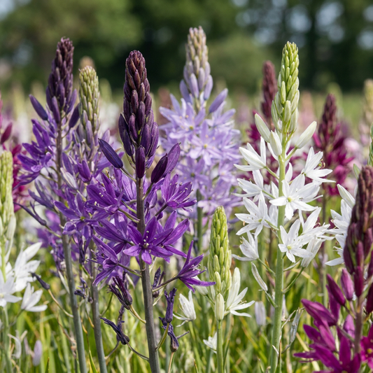 Champ de Camassia de Leichtlin en mélange bleu et blanc, avec des fleurs épanouies aux couleurs variées.