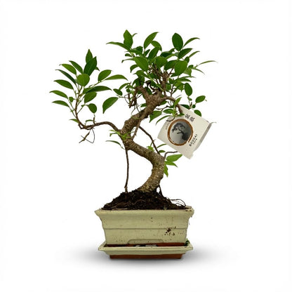 Bonsai S plante d'intérieur en pot céramique 15cm, hauteur 30-35cm, arbre miniature mix essences