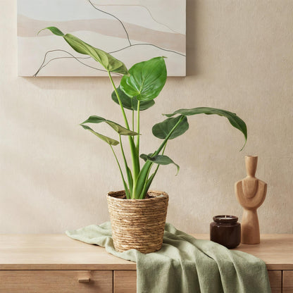 Plante Alocasia Cucullata, aussi appelée Main de Bouddha, avec de grandes feuilles vertes luxuriantes dans un pot tressé clair posé sur un