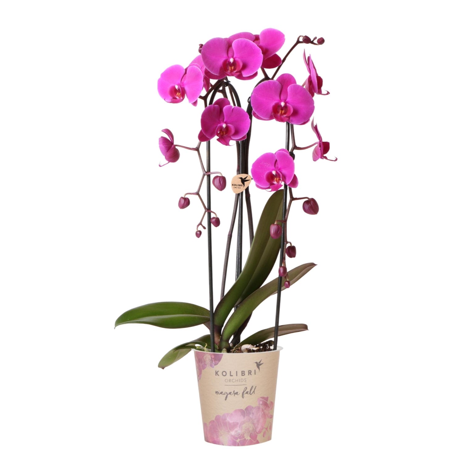 Orchidée Phalaenopsis violette en pot