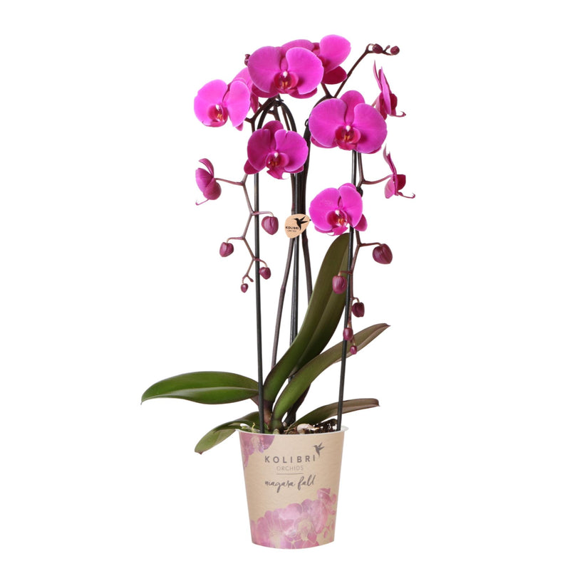 Orchidée Phalaenopsis 'Freeride' violette (Phalaenopsis) - Pot 12 cm
