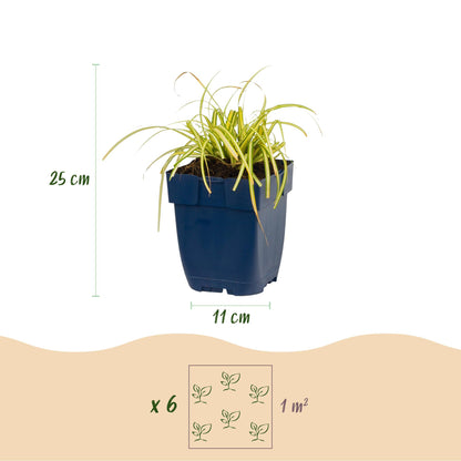 Carex oshimensis Evergold. Schéma montrant un plant en pot, avec une hauteur de 25 cm et un pot de 11 cm. Indication de 6 plants par m².