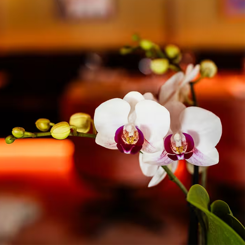 Orchidée Phalaenopsis en pot
