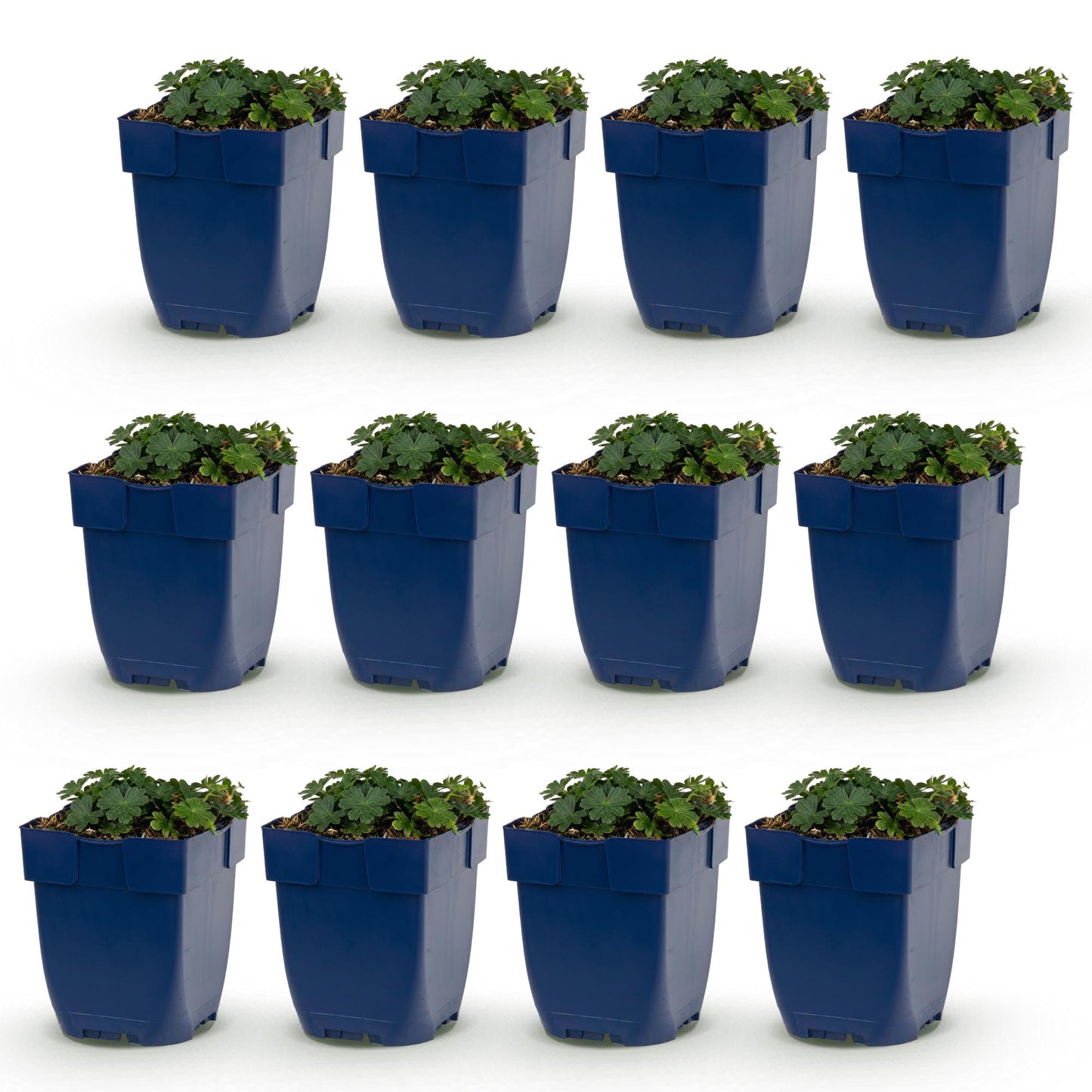 Géranium sang. Max Frei : douze plants de géranium vivace en pot, aux feuilles vert foncé, alignés sur fond blanc. Le lot idéal.