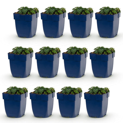 Géranium sang. Max Frei : douze plants de géranium vivace en pot, aux feuilles vert foncé, alignés sur fond blanc. Le lot idéal.