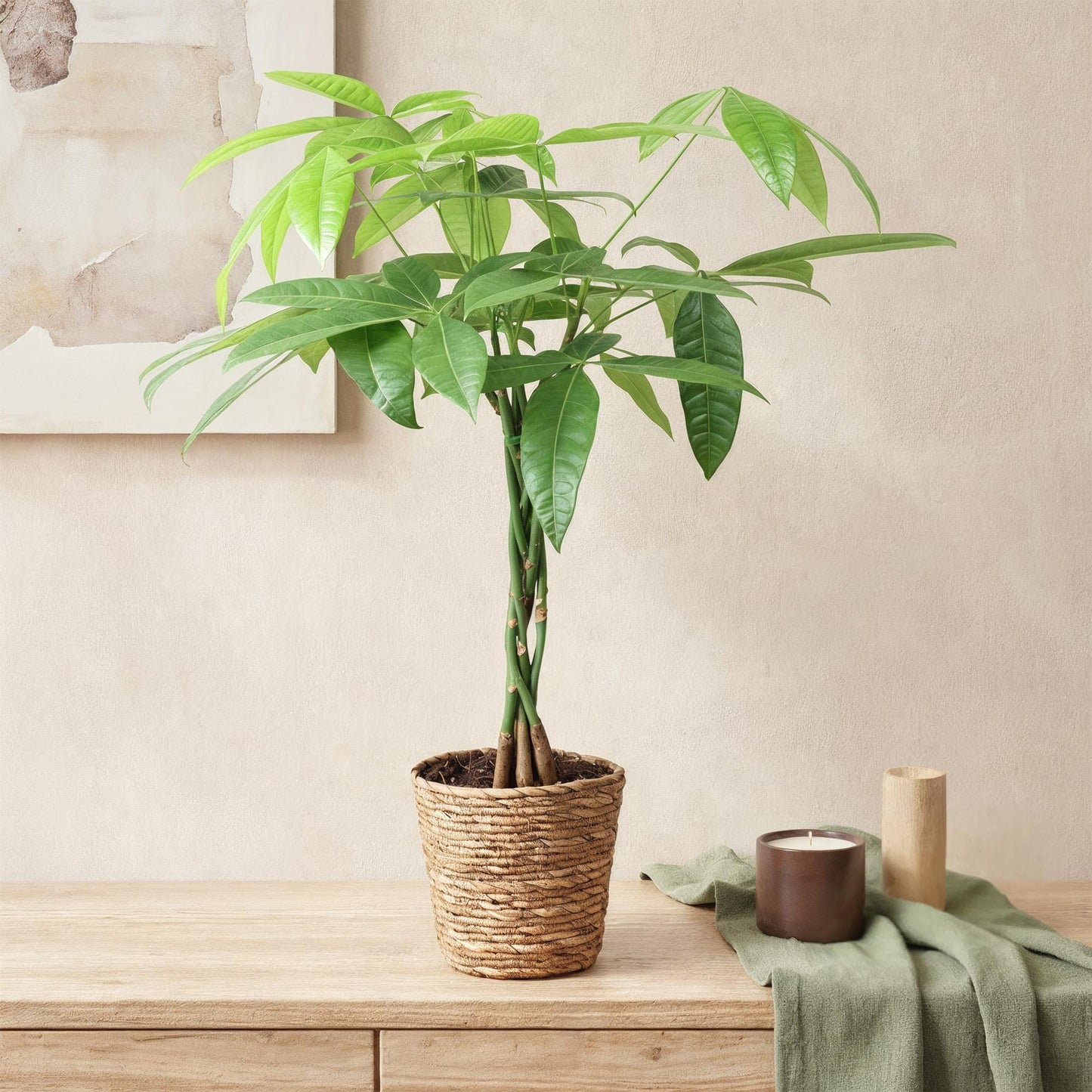 Plantes d'intérieur - Pachira Aquatica tige tressée - Arbre à argent - Peu d'entretien - avec panier - Vert - 1 Plante - Pot 17cm - Hauteur 60-70cm