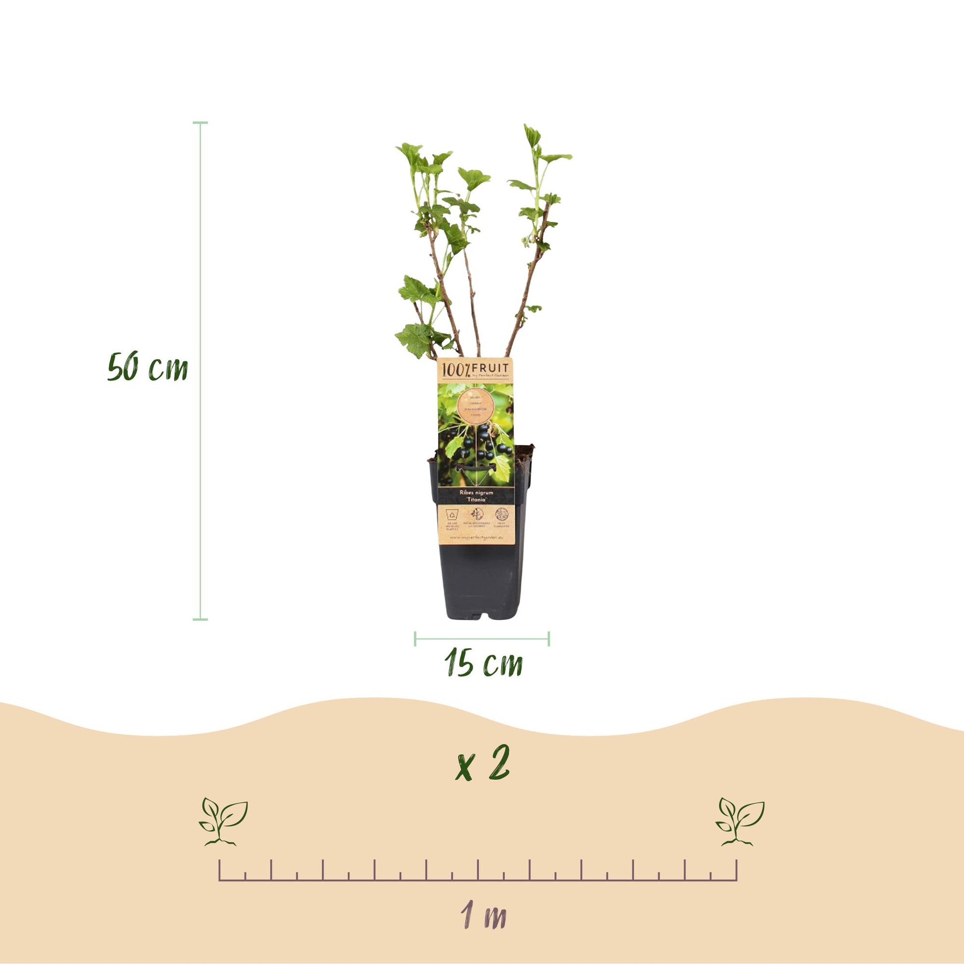 Cassissier Titania : Infographie montrant un plant en pot de 15 cm de diamètre et 50 cm de hauteur, avec l'indication d'espacement de 1 m po