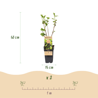 Cassissier Titania : Infographie montrant un plant en pot de 15 cm de diamètre et 50 cm de hauteur, avec l'indication d'espacement de 1 m po