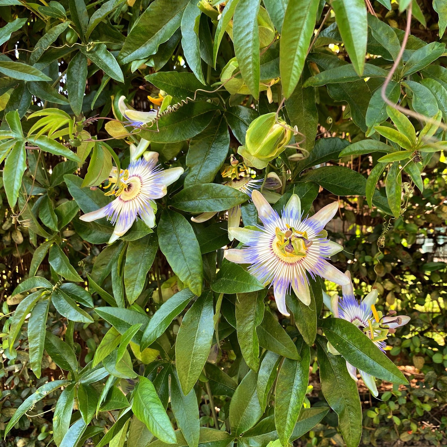 Passiflora caerulea, fleur de passion bleue et blanche aux détails complexes, entourée de son feuillage vert luxuriant.
