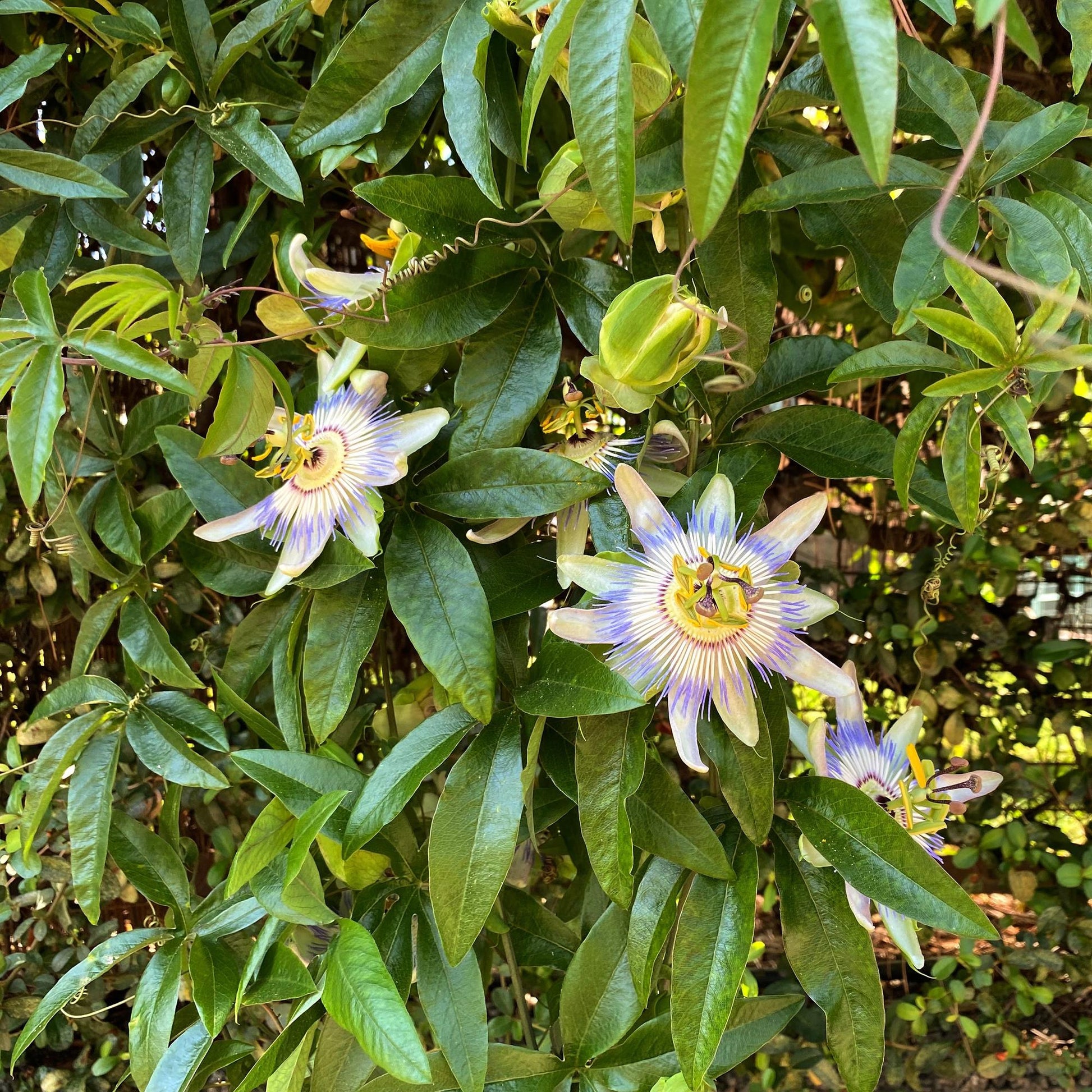 Passiflora caerulea, fleur de passion bleue et blanche aux détails complexes, entourée de son feuillage vert luxuriant.
