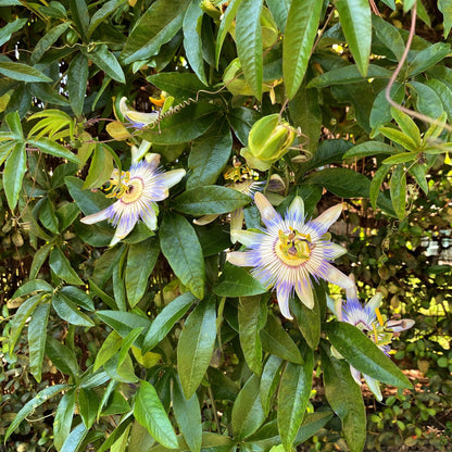 Passiflora caerulea, fleur de passion bleue et blanche aux détails complexes, entourée de son feuillage vert luxuriant.