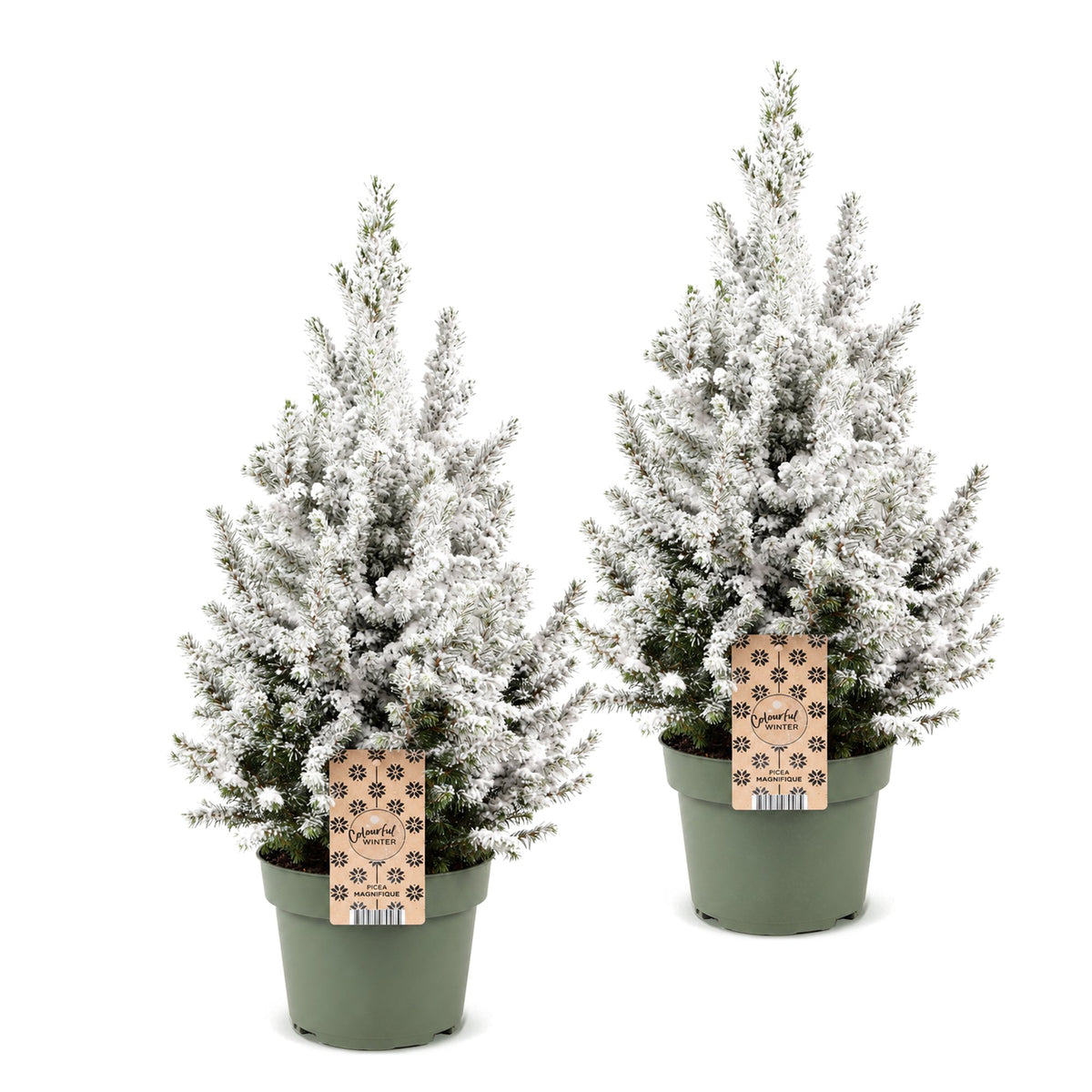 Épicéa 'Conica' enneigé lot de 2 sapins en pot de 19 cm