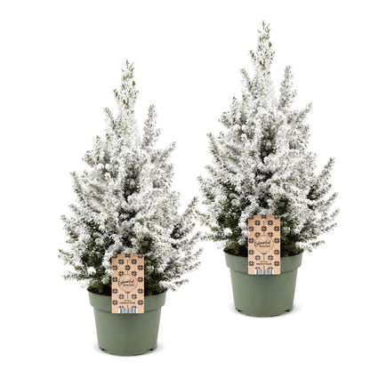 Épicéa 'Conica' enneigé lot de 2 sapins en pot de 19 cm