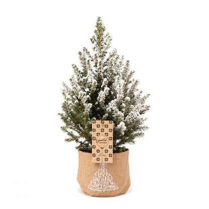 Épicéa 'Conica' enneigé 1 sapin en pot de 17 cm, sac en jute