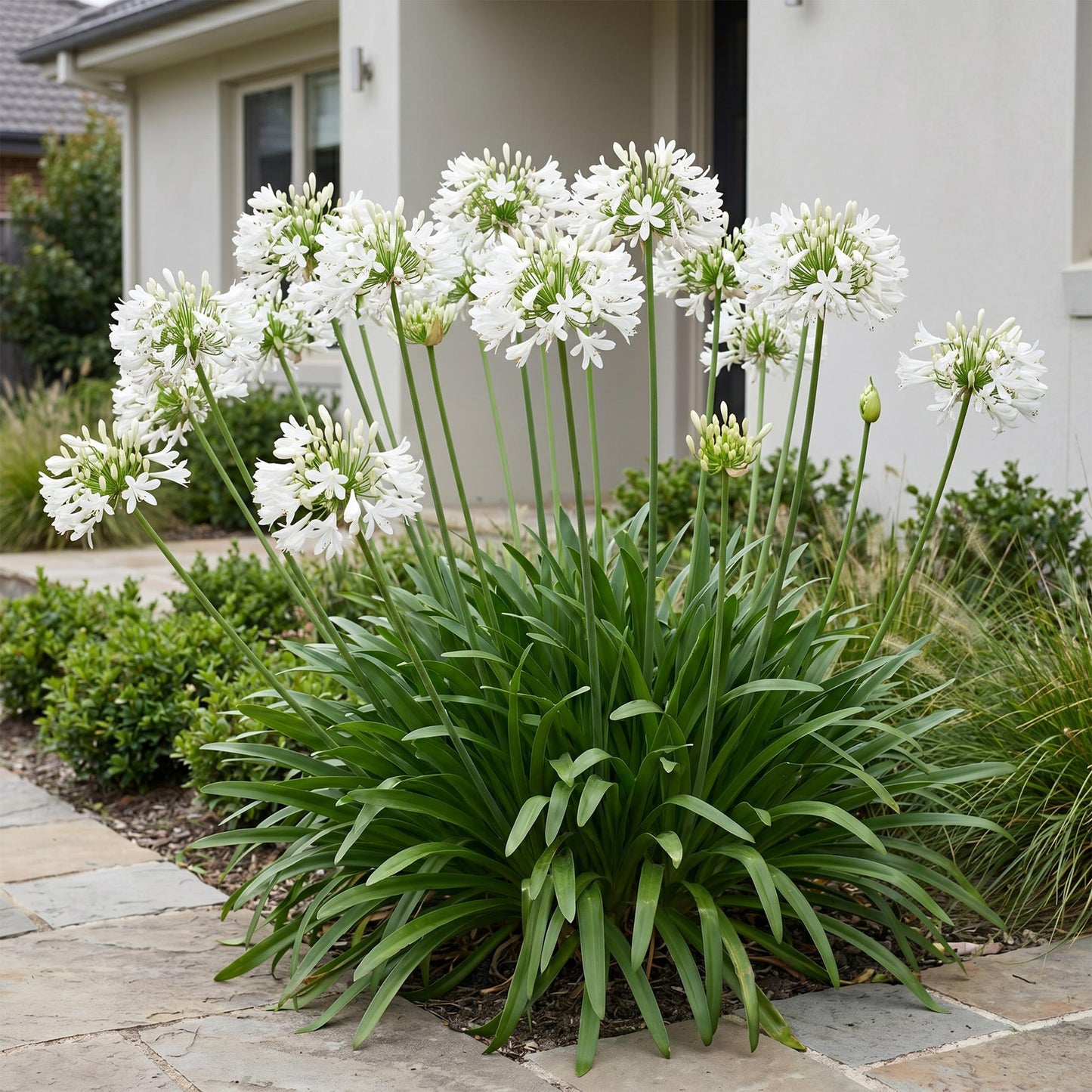 Lys Africain Agapanthus africanus Albus, une plante vivace à fleurs blanches en boule, dans un jardin avec une allée pavée.