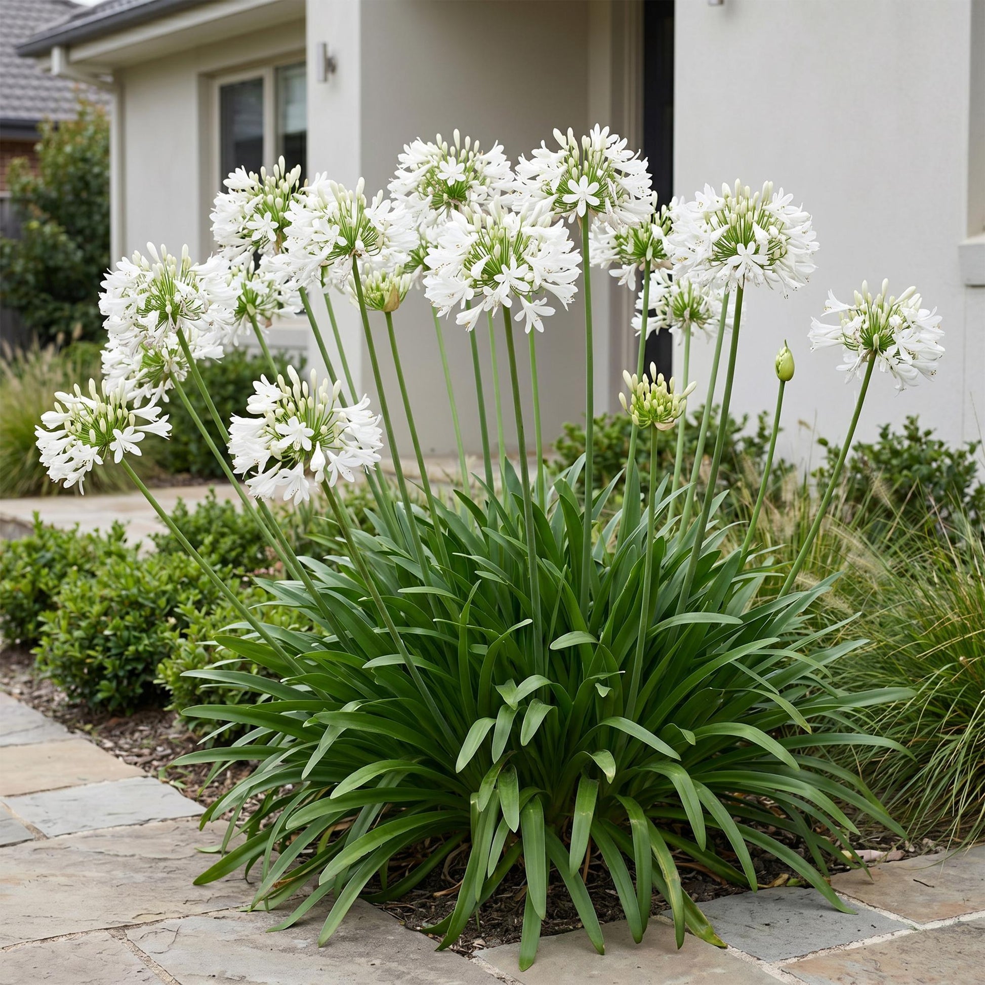 Lys Africain Agapanthus africanus Albus, une plante vivace à fleurs blanches en boule, dans un jardin avec une allée pavée.