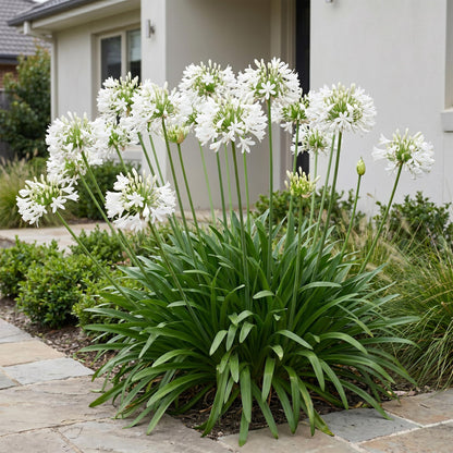 Lys Africain Agapanthus africanus Albus, une plante vivace à fleurs blanches en boule, dans un jardin avec une allée pavée.