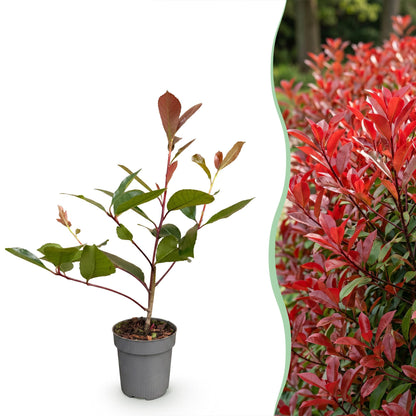 Photinia fraseri Red Robin : jeune plant en pot à gauche, et haie dense de feuilles rouges et vertes à droite.