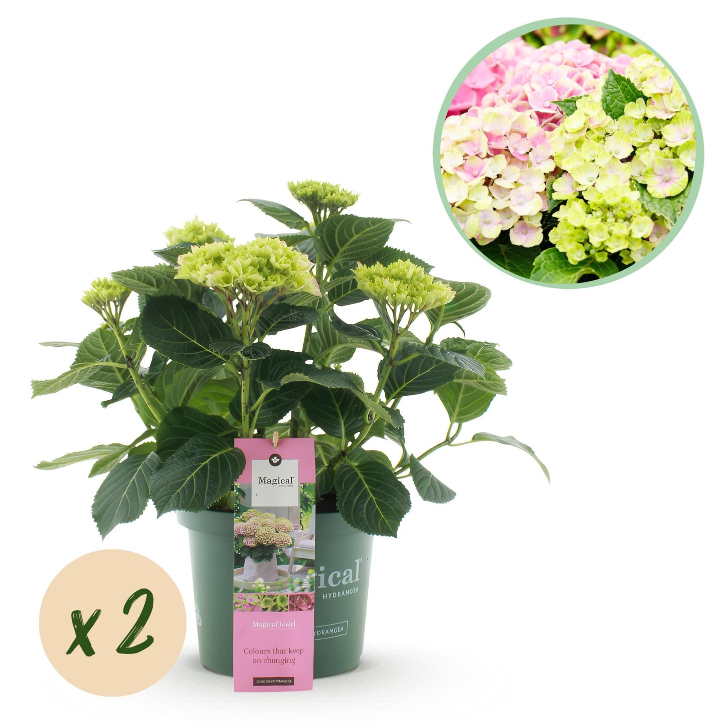 Hortensia Hydrangea Magical Jewel Blue : Un plant d'hortensia aux bourgeons verts et une étiquette, avec une pastille 'x2' et une bulle d'ap
