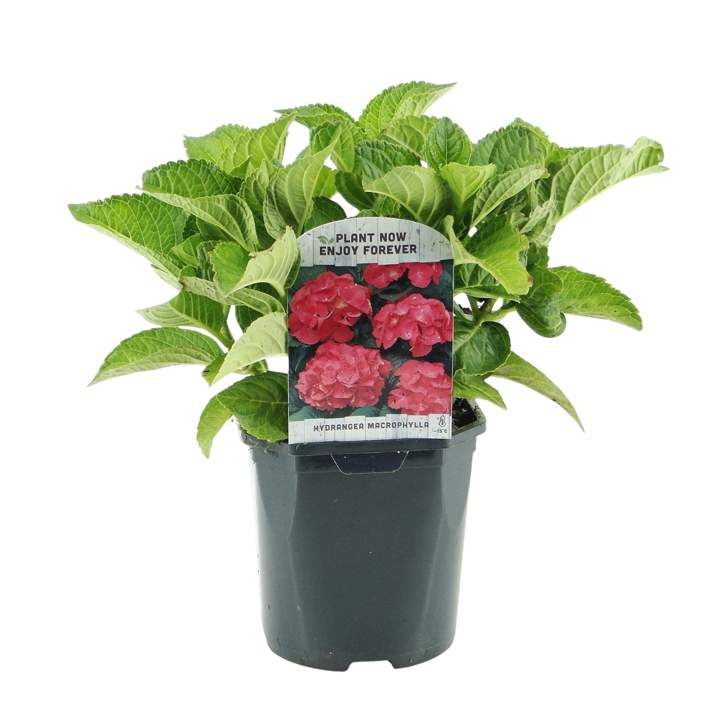 Hortensia de jardin (Hydrangea macrophylla), arbuste fleuri rustique, Pot 17 cm, Hauteur 30 cm