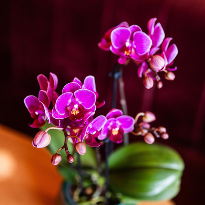 Orchidée Phalaenopsis violette en pot