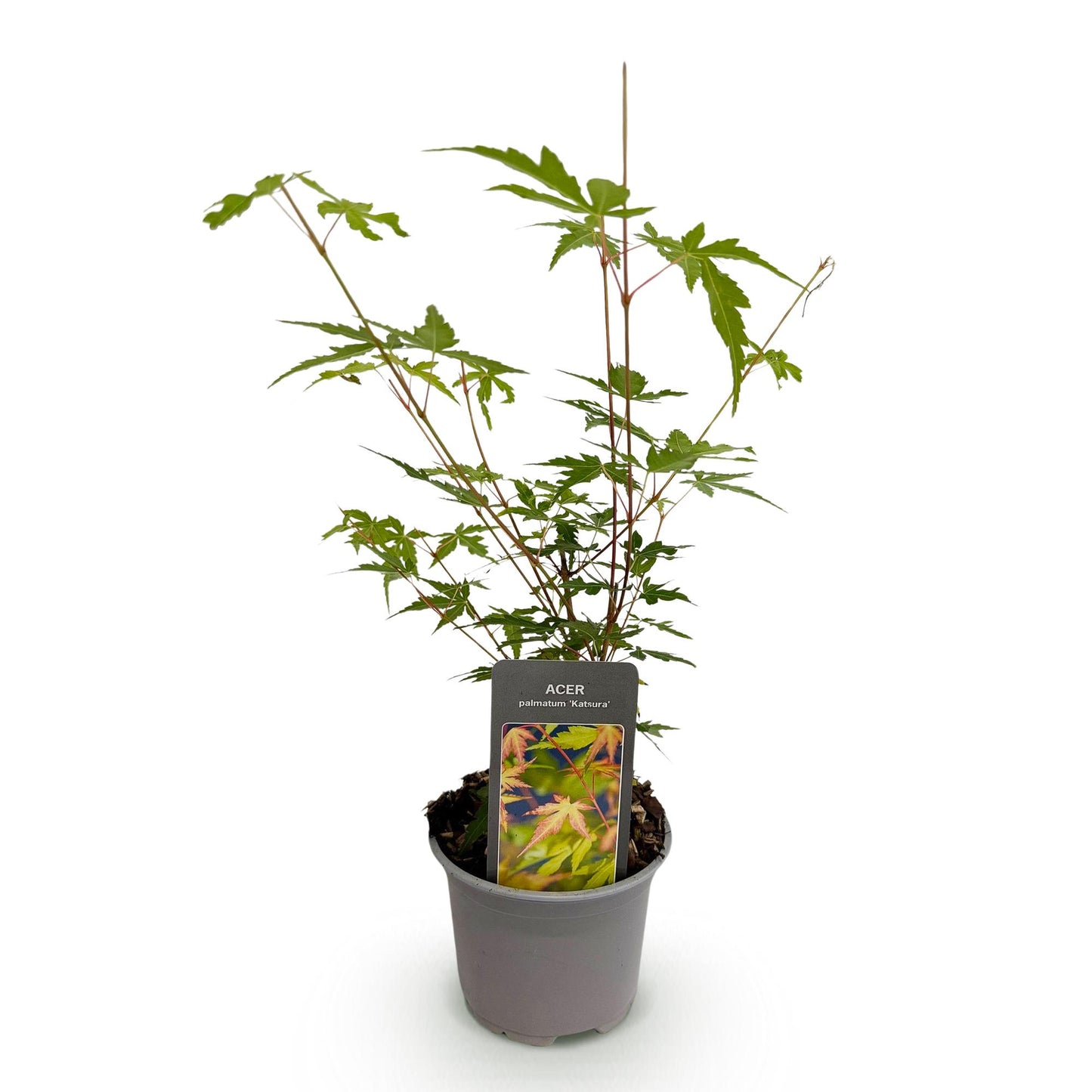 Acer palmatum Sangokaku en pot sur fond blanc, prêt à être planté. Plante caduque à entretien facile.