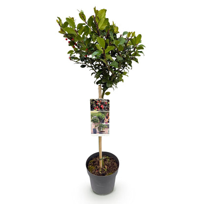 Ilex meserveae Blue Maid : Jeune plant en pot de 19 cm et 90 cm de hauteur, avec feuillage vert persistant et baies rouges. Idéal pour terra