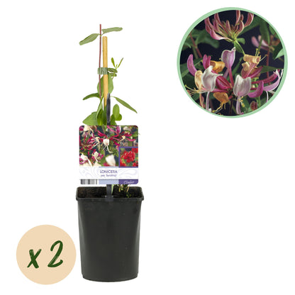 Chèvrefeuille Lonicera Serotina, deux plants de 40 cm en pot de 11 cm, avec étiquette et fleurs roses et blanches en gros plan.