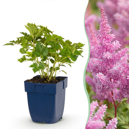 Astilbe chin. Pumila, plante en pot à gauche, et ses fleurs roses en panicules à droite, illustrant son aspect florissant.