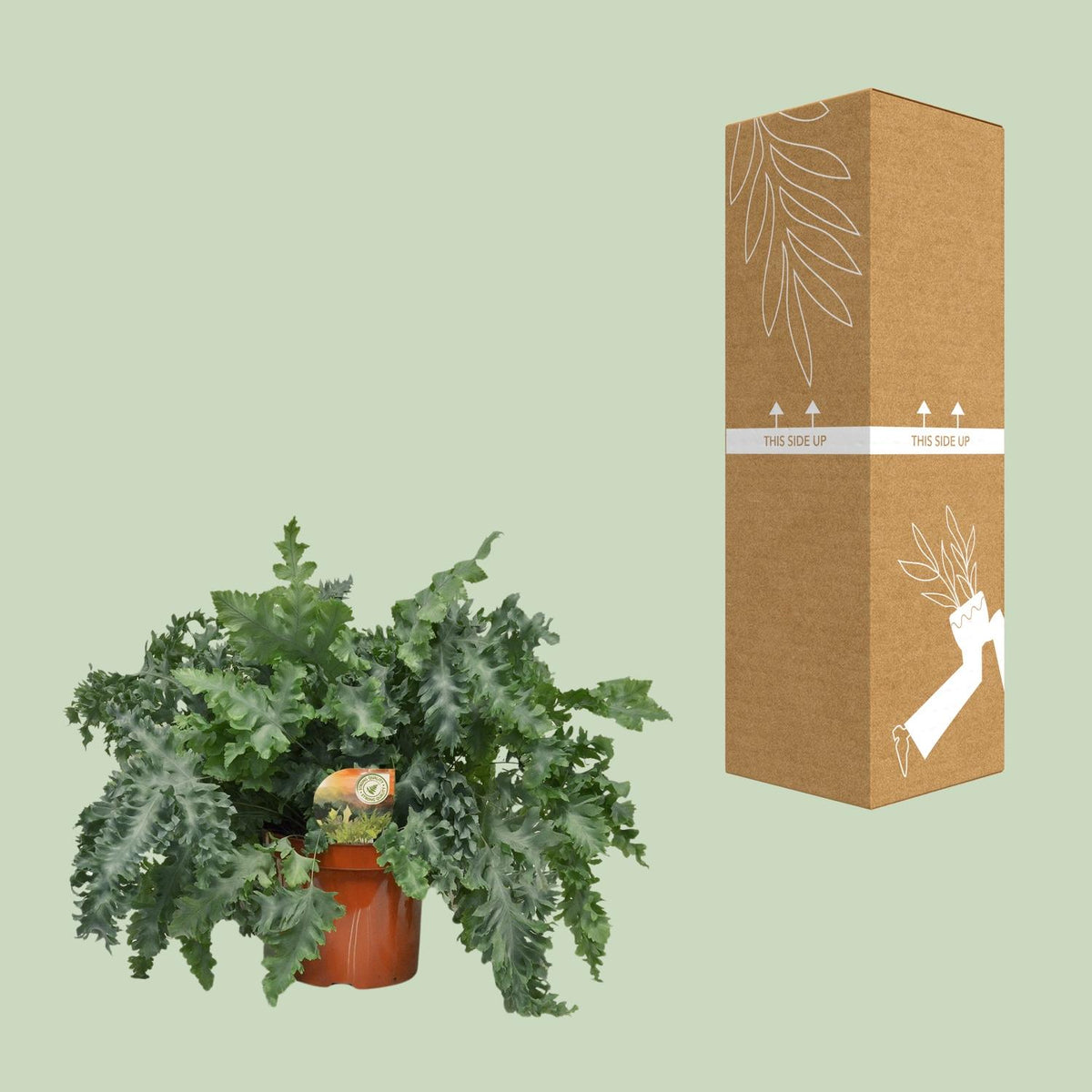 Phlebodium aureum à côté de son carton de livraison renforcé, expédié par notre producteur partenaire
