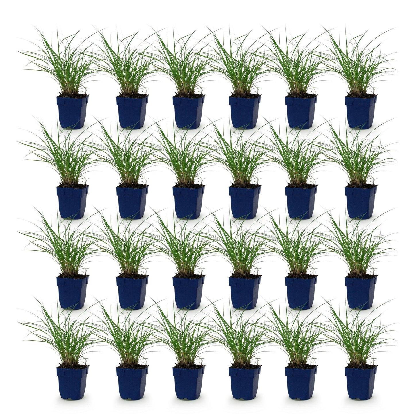 Graminées Miscanthus sin. Red Chief Phragmites. 25 plants individuels en pot de 11cm, hauteur 15-25cm, sur fond blanc uni.