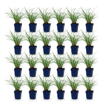 Graminées Miscanthus sin. Red Chief Phragmites. 25 plants individuels en pot de 11cm, hauteur 15-25cm, sur fond blanc uni.