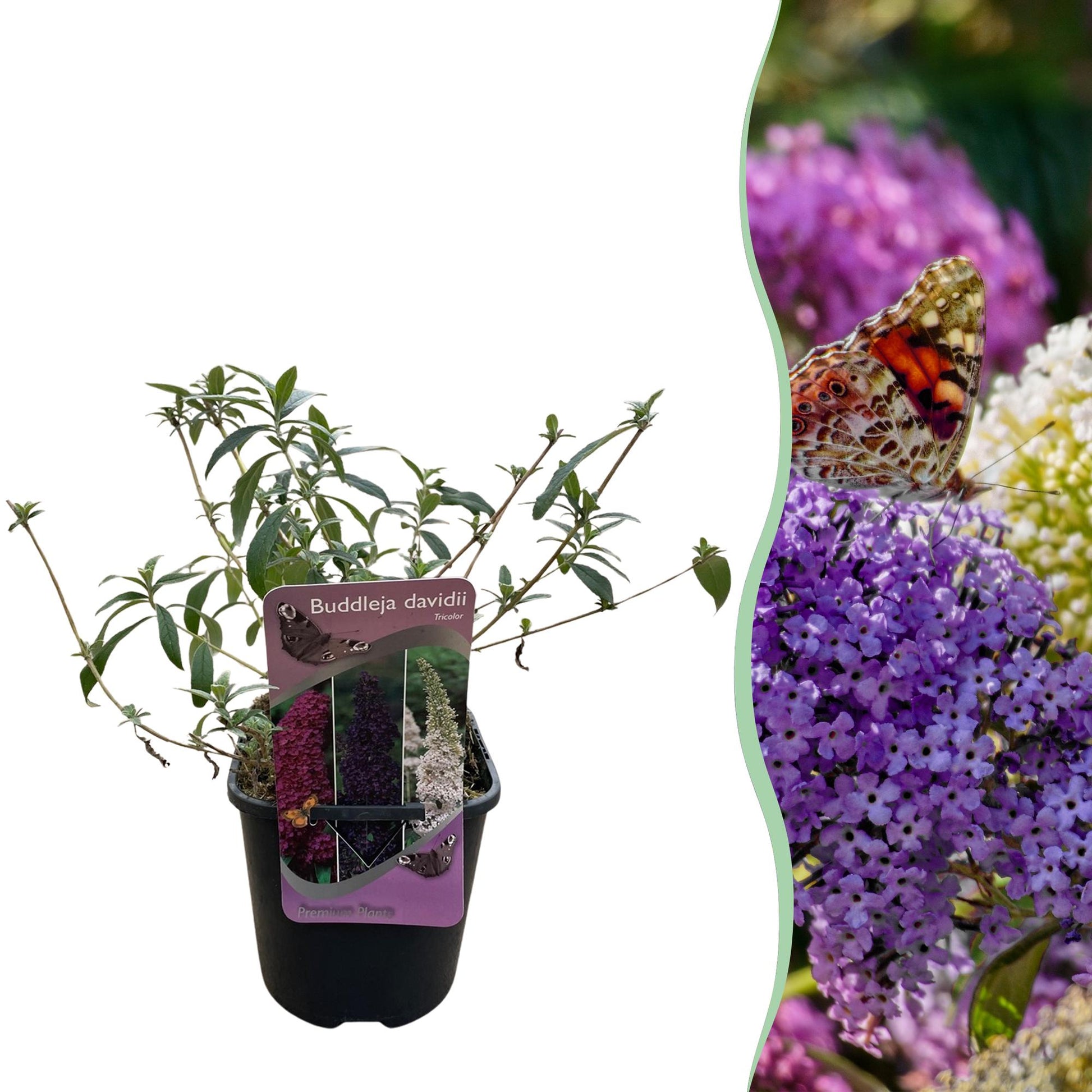 Buddleja davidii Tricolour : un plant en pot sur fond blanc à gauche, et à droite une haie fleurie aux couleurs variées avec un papillon.