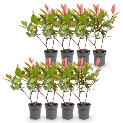Photinia fraseri Little Red Robin : un lot de 8 jeunes plants en pot, avec des feuilles vertes et de nouvelles pousses rouge vif, sur fond b