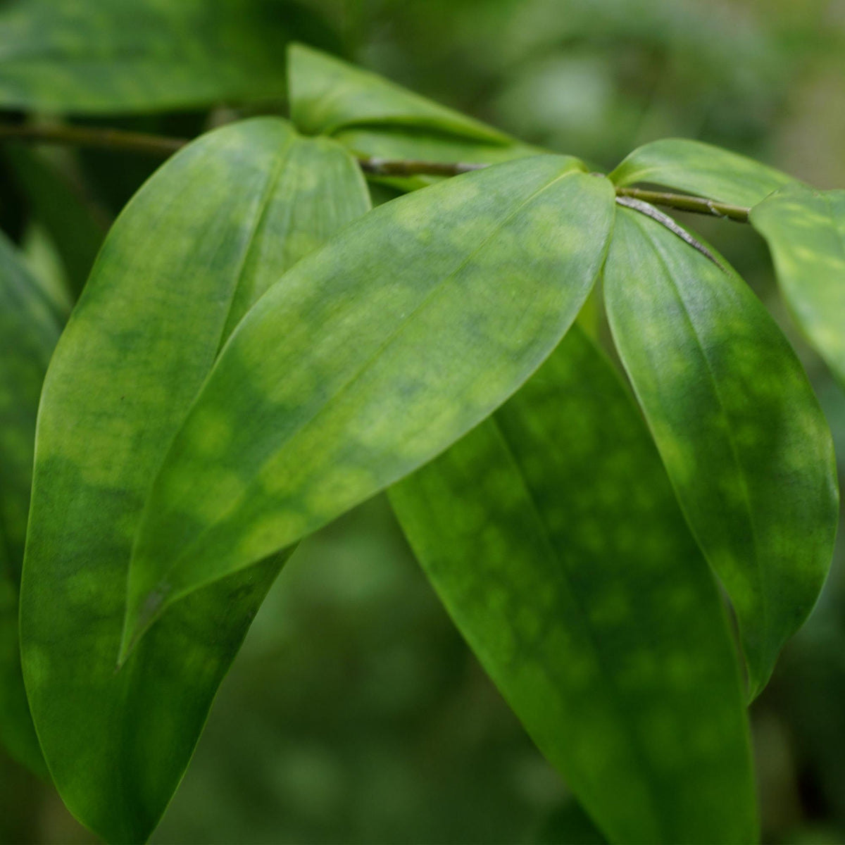 Détail du feuillage tacheté de Dracaena surculosa