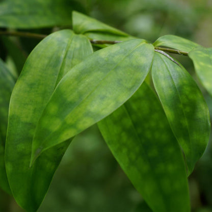 Détail du feuillage tacheté de Dracaena surculosa