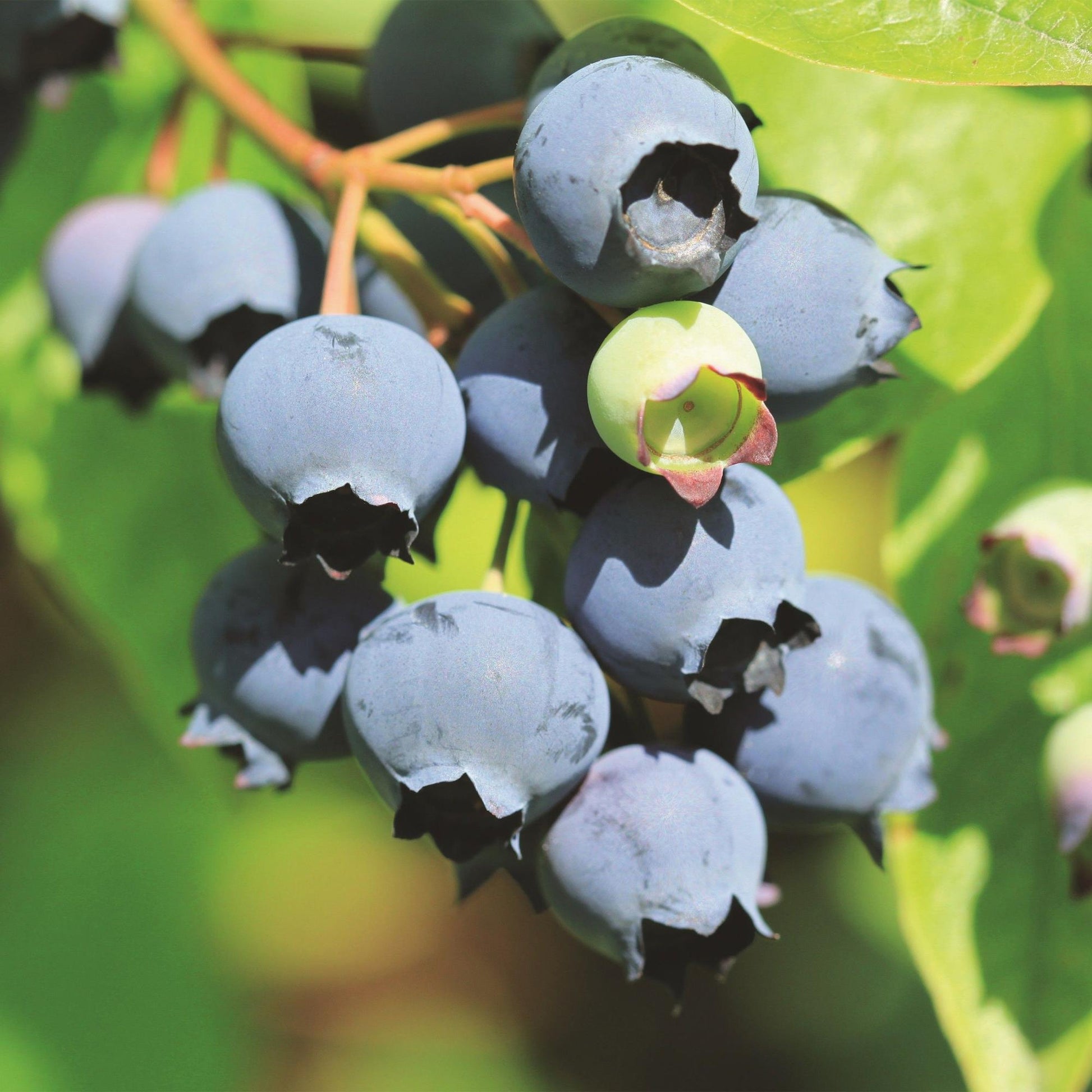 Vaccinium corymbosum Bluecrop, gros plan de grappes de bleuets mûrs et d'un bleuet vert non mûr sur la même branche.