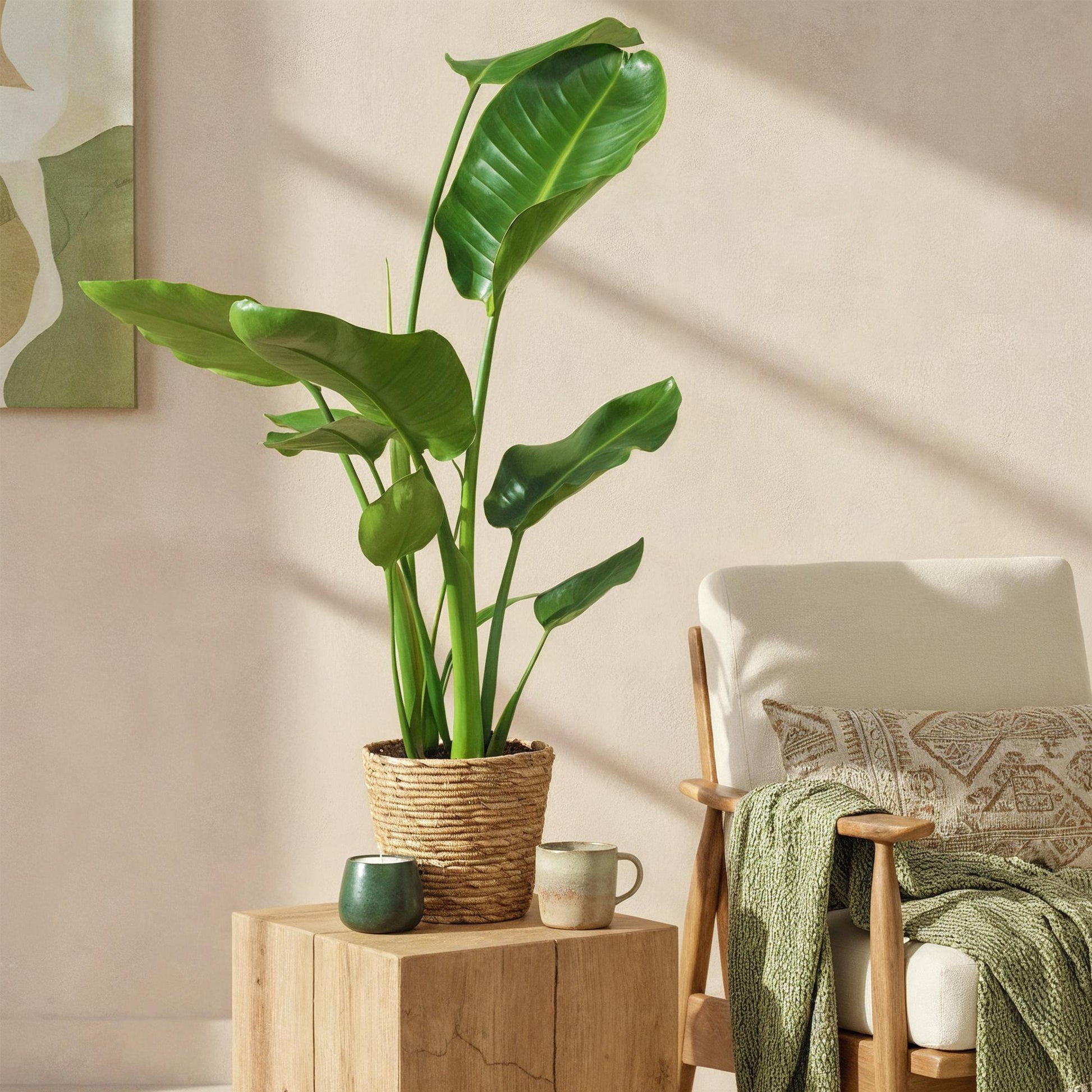 Strelitzia Nicolai fleur de paradis aux grandes feuilles vertes dans un pot en osier, posée sur une table en bois clair à côté d'une tasse