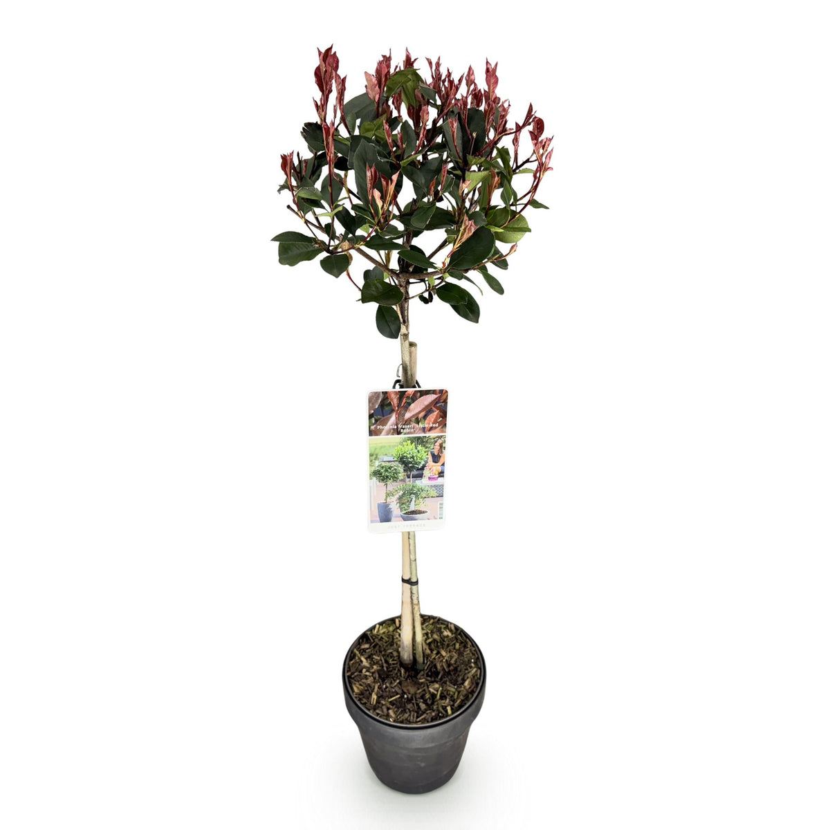 Photinia fraseri Little Red Robin, plant sur tige de 90cm de haut, avec feuillage vert-rouge et pot de 19cm, sur fond blanc uni.