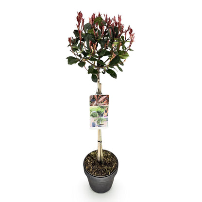 Photinia fraseri Little Red Robin, plant sur tige de 90cm de haut, avec feuillage vert-rouge et pot de 19cm, sur fond blanc uni.