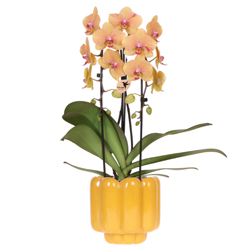Orchidée Phalaenopsis jaune et rose avec cache-pot Rétro ocre