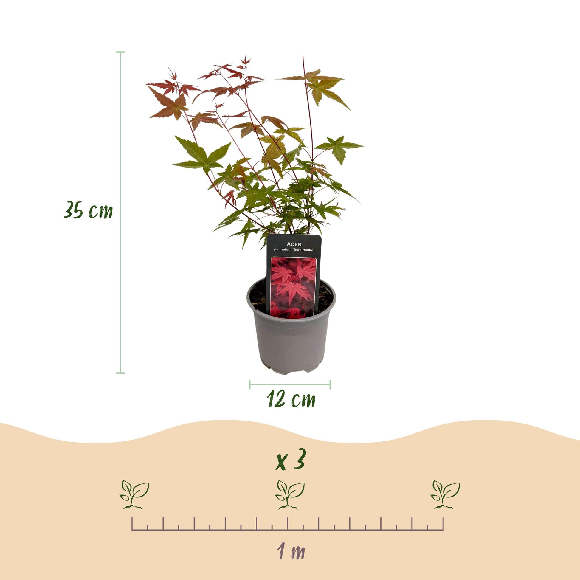 Acer palmatum Beni-maiko en pot avec étiquette sur fond blanc, montrant sa hauteur (35 cm), le diamètre du pot (12 cm) et l'espacement de pl